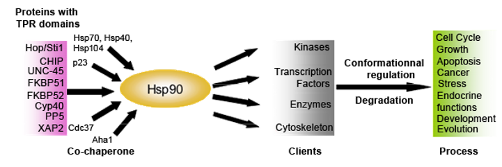 Hsp90 protein partners and clients destabilized by Hsp90 inhibition.