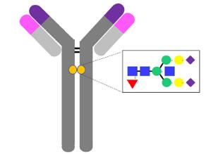 The connection of antibody and its glycosyl. 