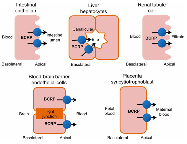 Tissue distribution of human BCRP.