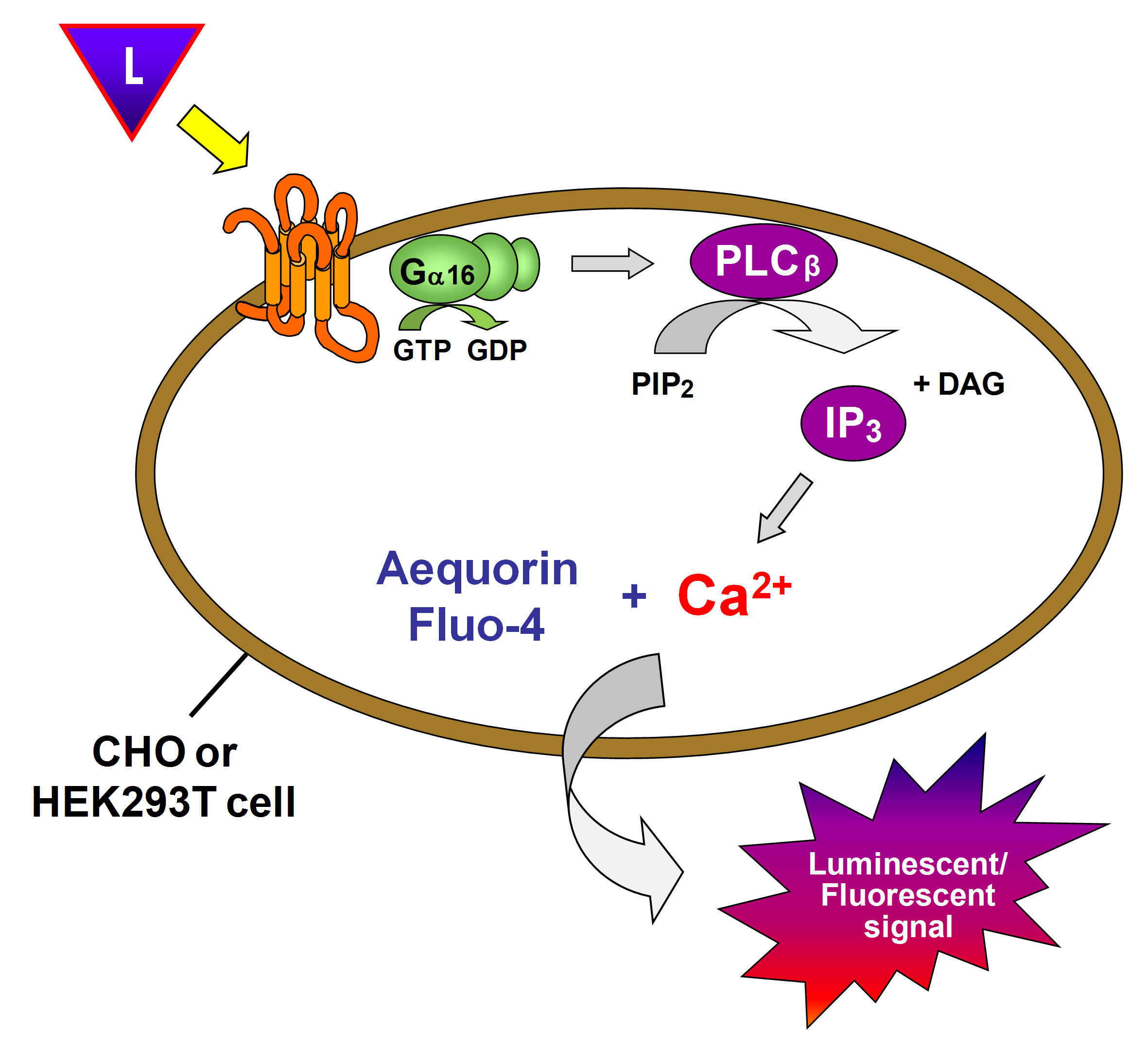 Ca2+ Mobilization Assay