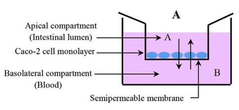 General setup of Caco-2 permeability assay.