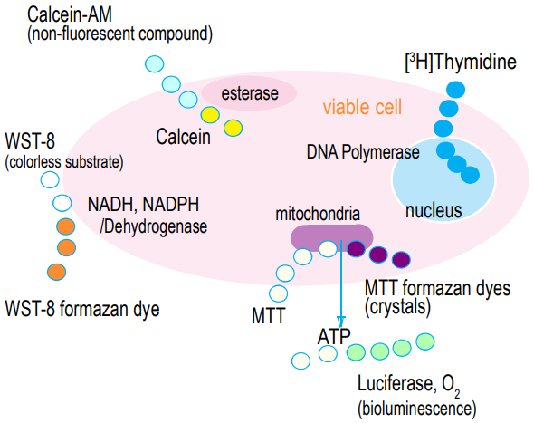 Cytotoxicity