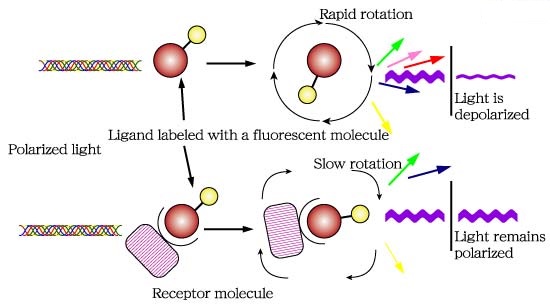 Fluorescent Ligand Binding Assay