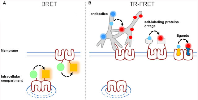 Fluorescent Ligand Binding Assay