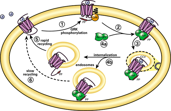 GPCR Internalization Assay