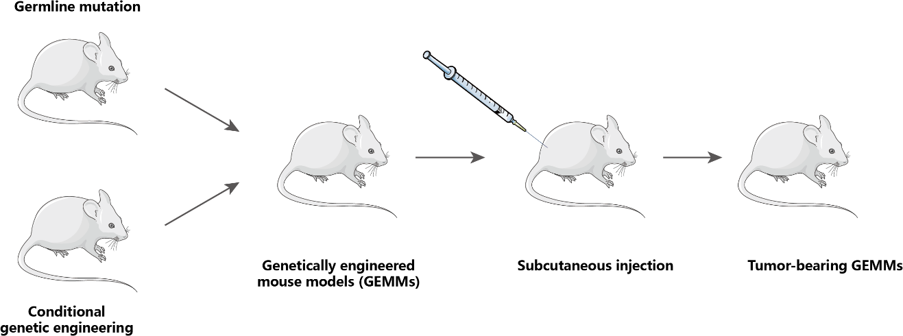Genetically Engineered Mouse Models (GEMMs)