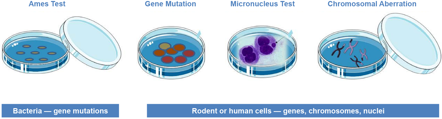 Genotoxicity