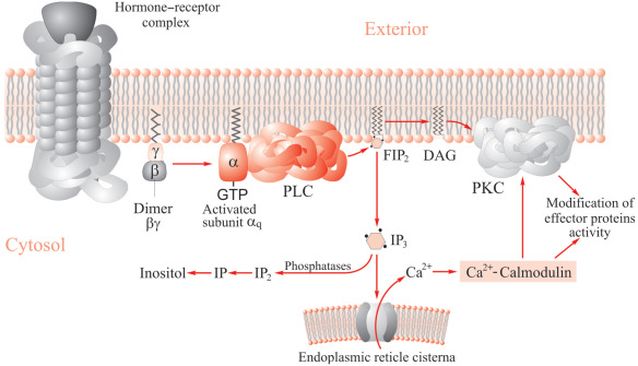 IP3/IP1 Assay