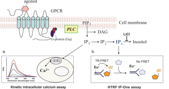 IP3/IP1 Assay