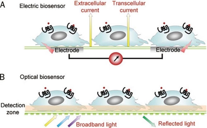 Label-free Whole Cell Assay