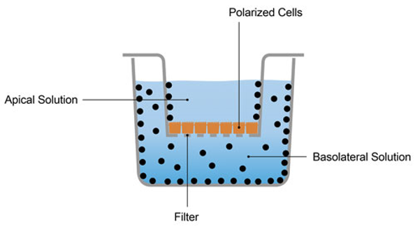 The schematic diagram of MDCK permeability assay.