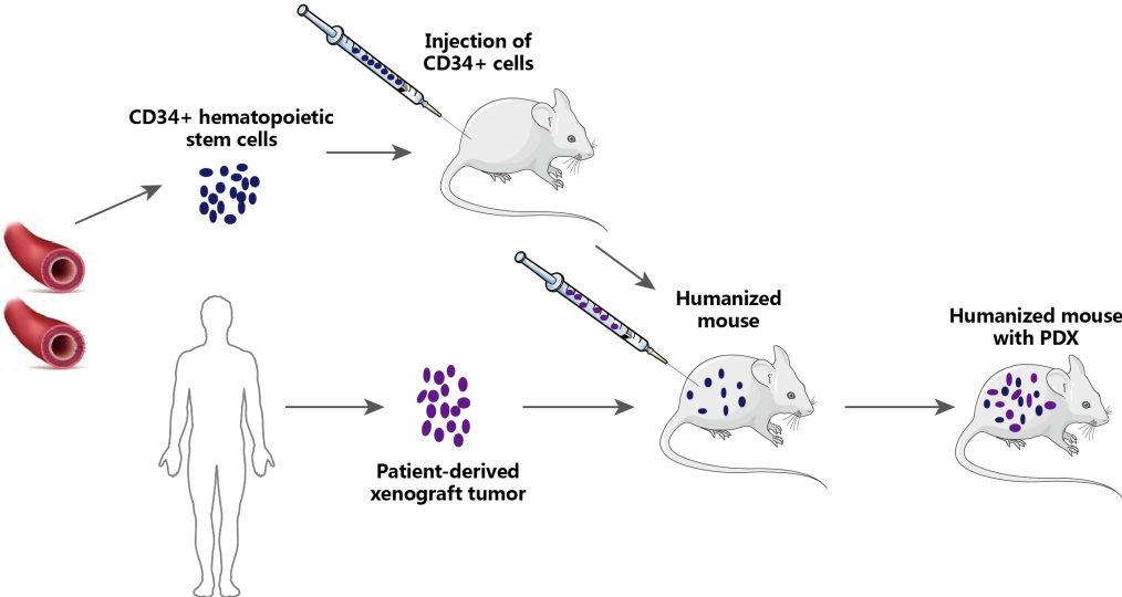 Schematic illustration of humanized PDX mouse models