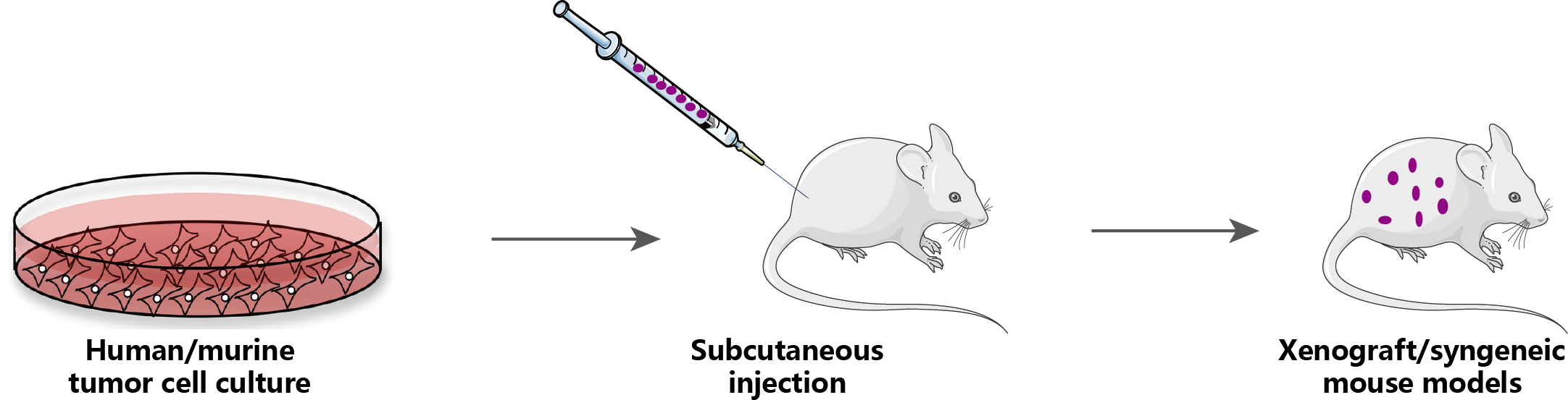 Schematic illustration of cell-based xenograft/syngeneic mouse models