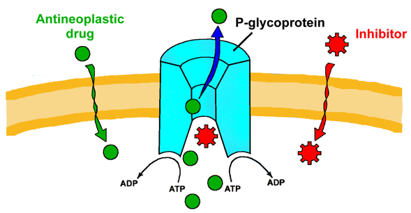 P-gp Inhibition Assay