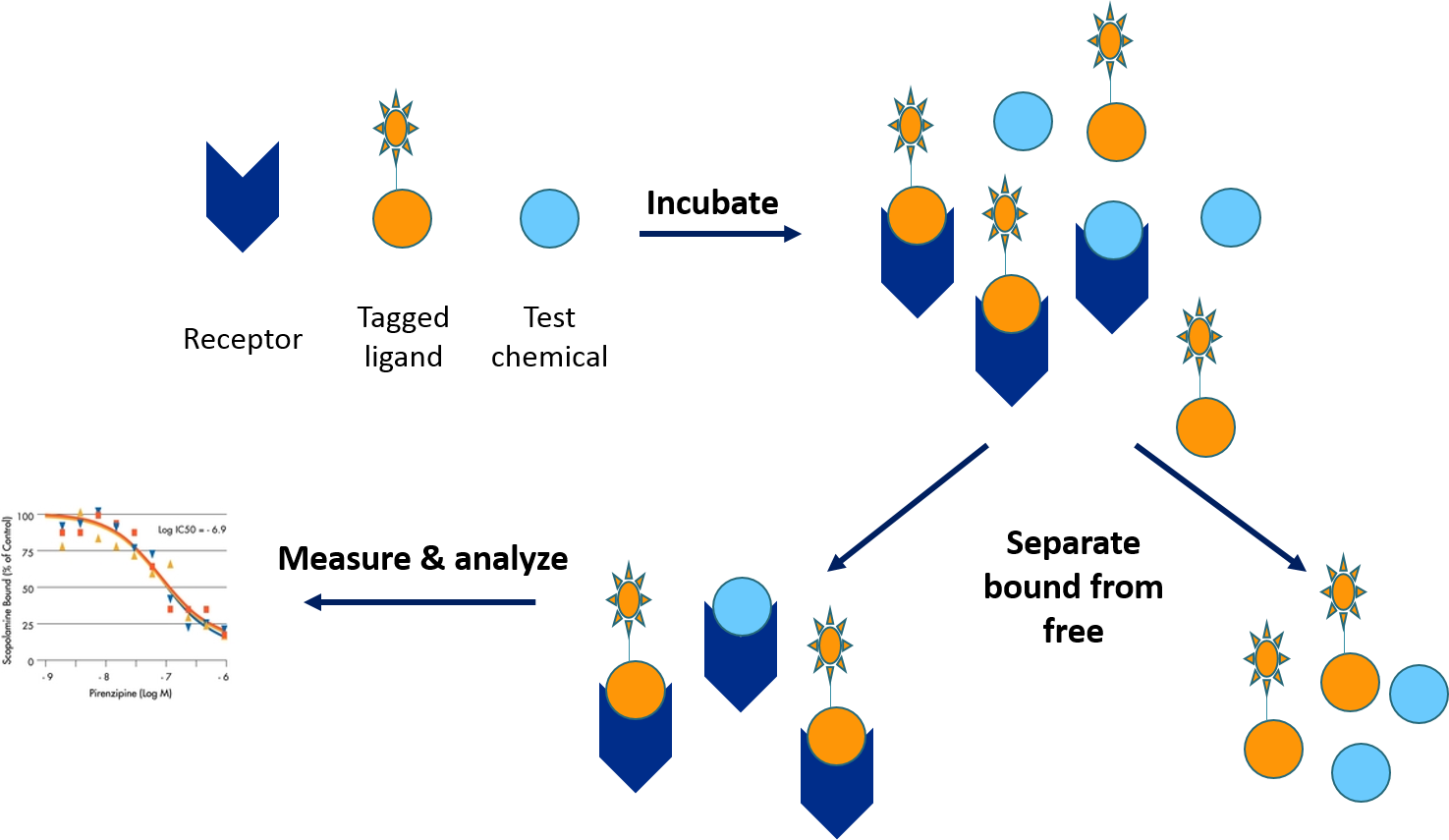 Receptor Binding Assay