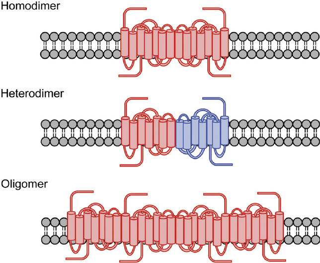 Receptor Dimerization Assay