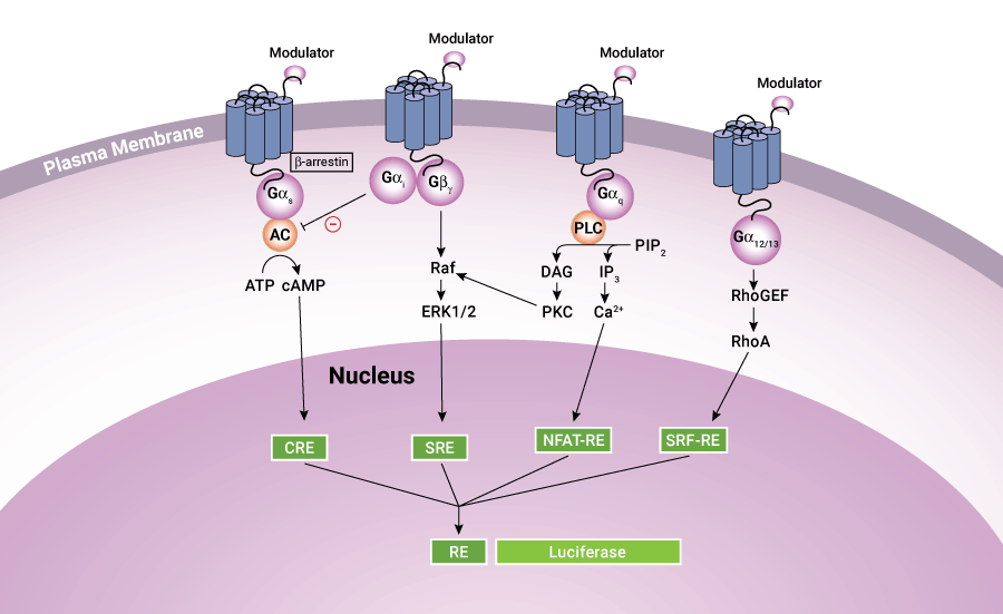 Reporter Assay