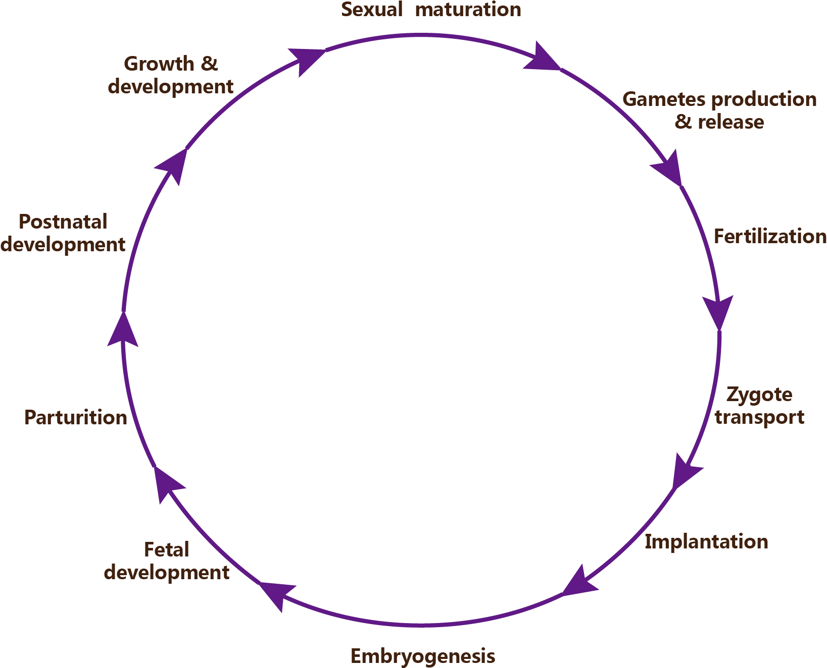 The reproductive cycle of mammalian