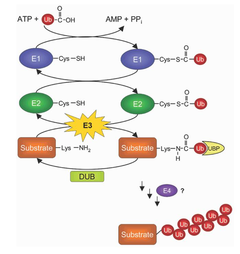 Mechanisms of ubiquitination.