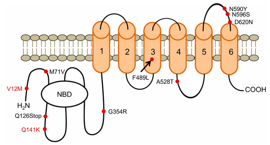 Structure of the BCRP protein