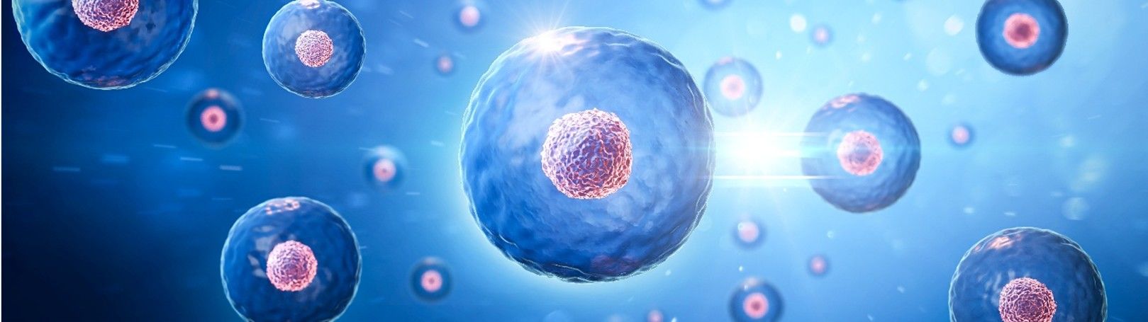 The reproductive cycle of mammalian
