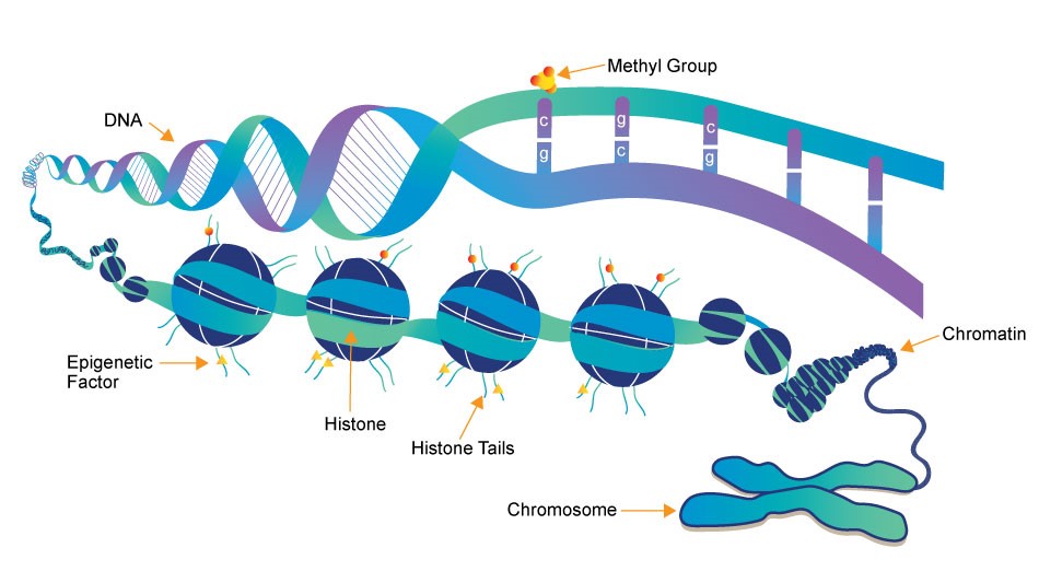 Epigenetics