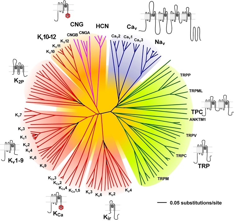 Ion Channel Screening