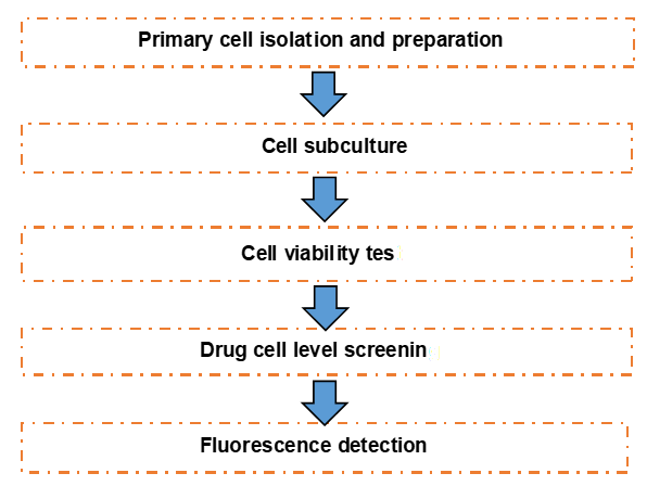 The workflow of cell-based drug screening.