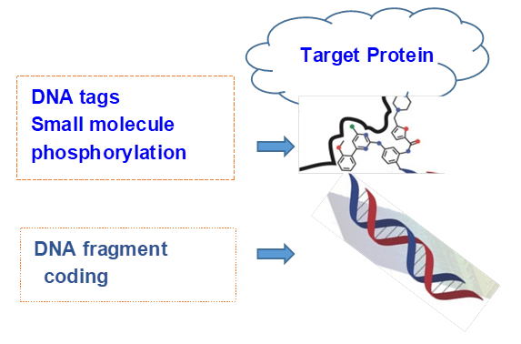 The general structure of a DNA-encoded technology. 