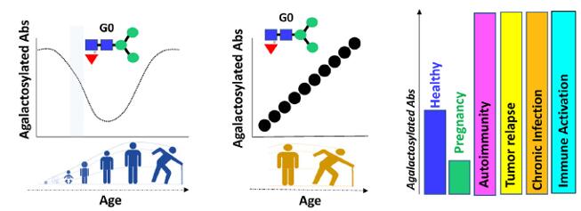 The changes in antibody glycan.