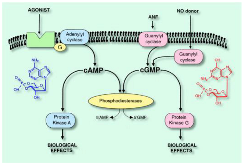 Fig. 1. Intracellular signaling and cyclic nucleotide phosphodiesterases