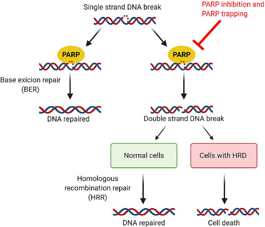 Fig. 1. Mechanism of action of poly (ADP) ribose polymerase (PARP) inhibitors
